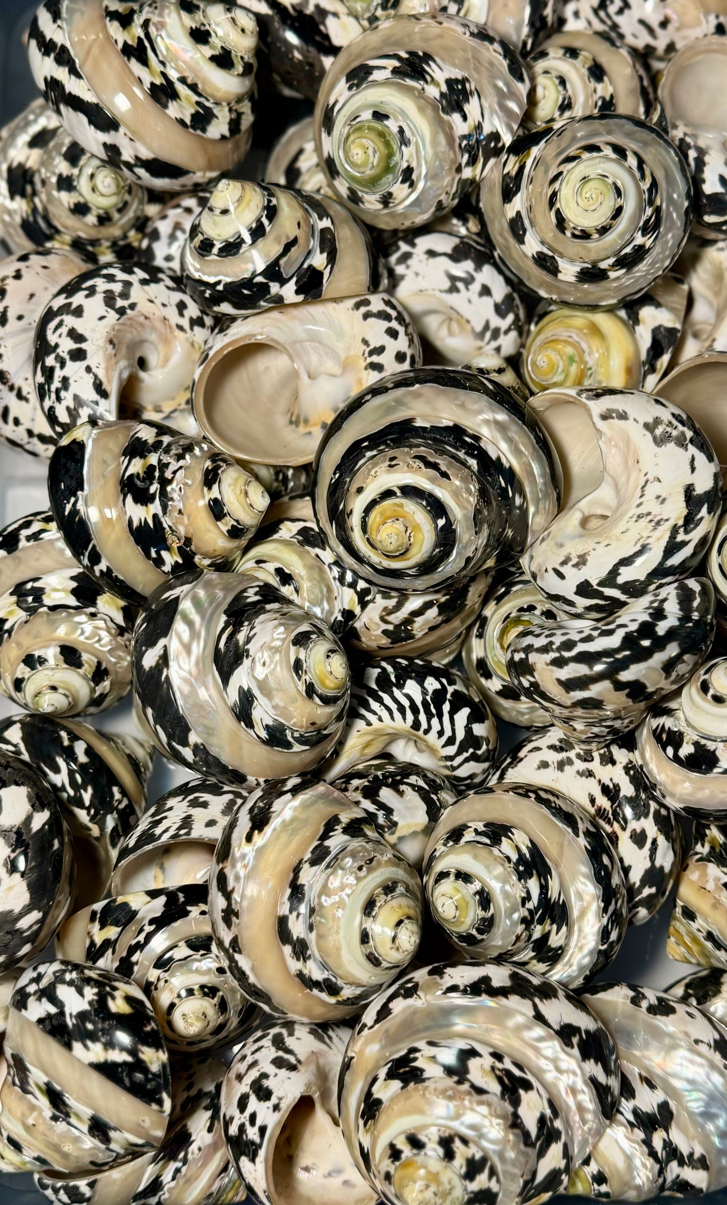 Polished Banded Magpie (Pica)