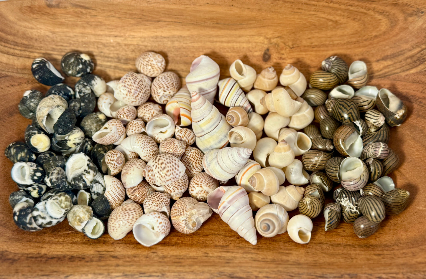 Grow with me: Hermit Crab Bundles