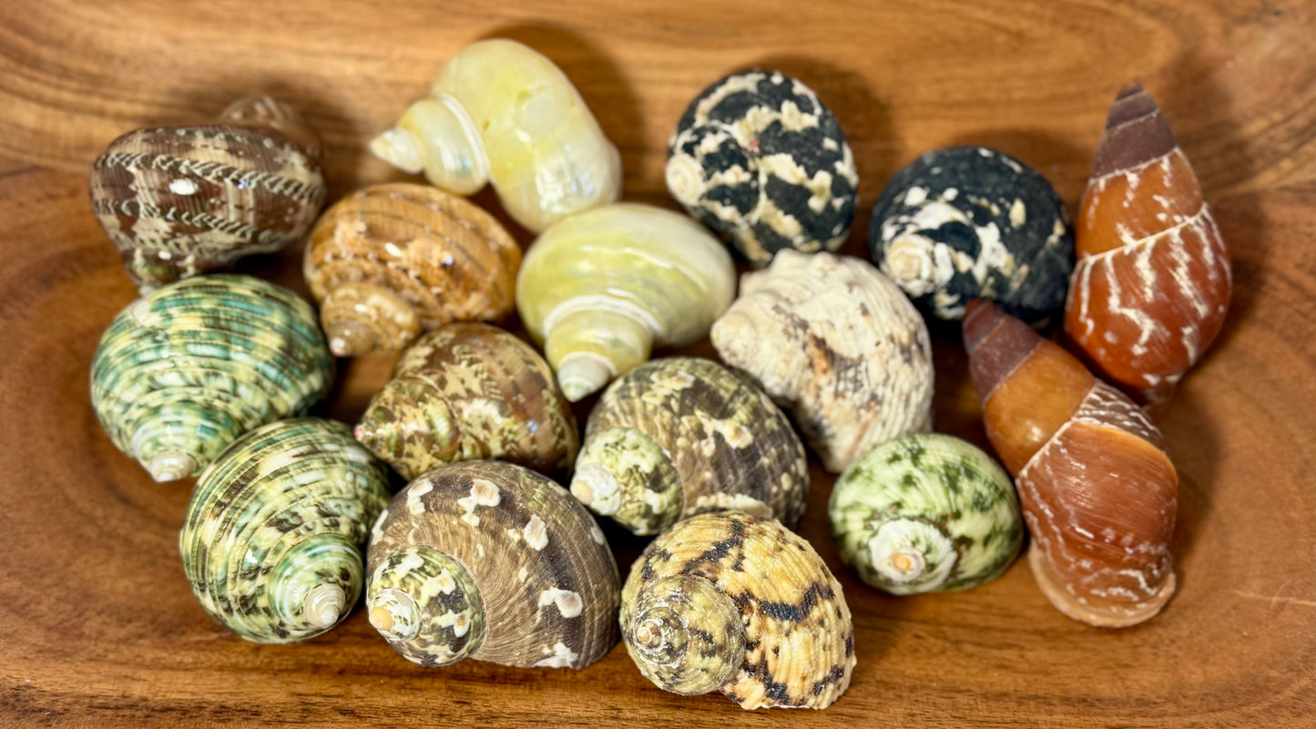 Grow with me: Hermit Crab Bundles