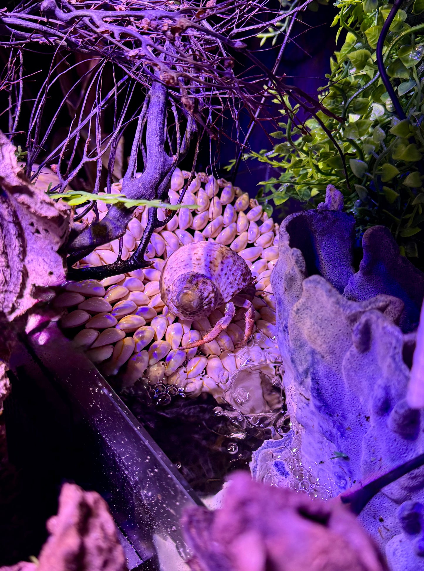 All Natural 6” Seashell Climber