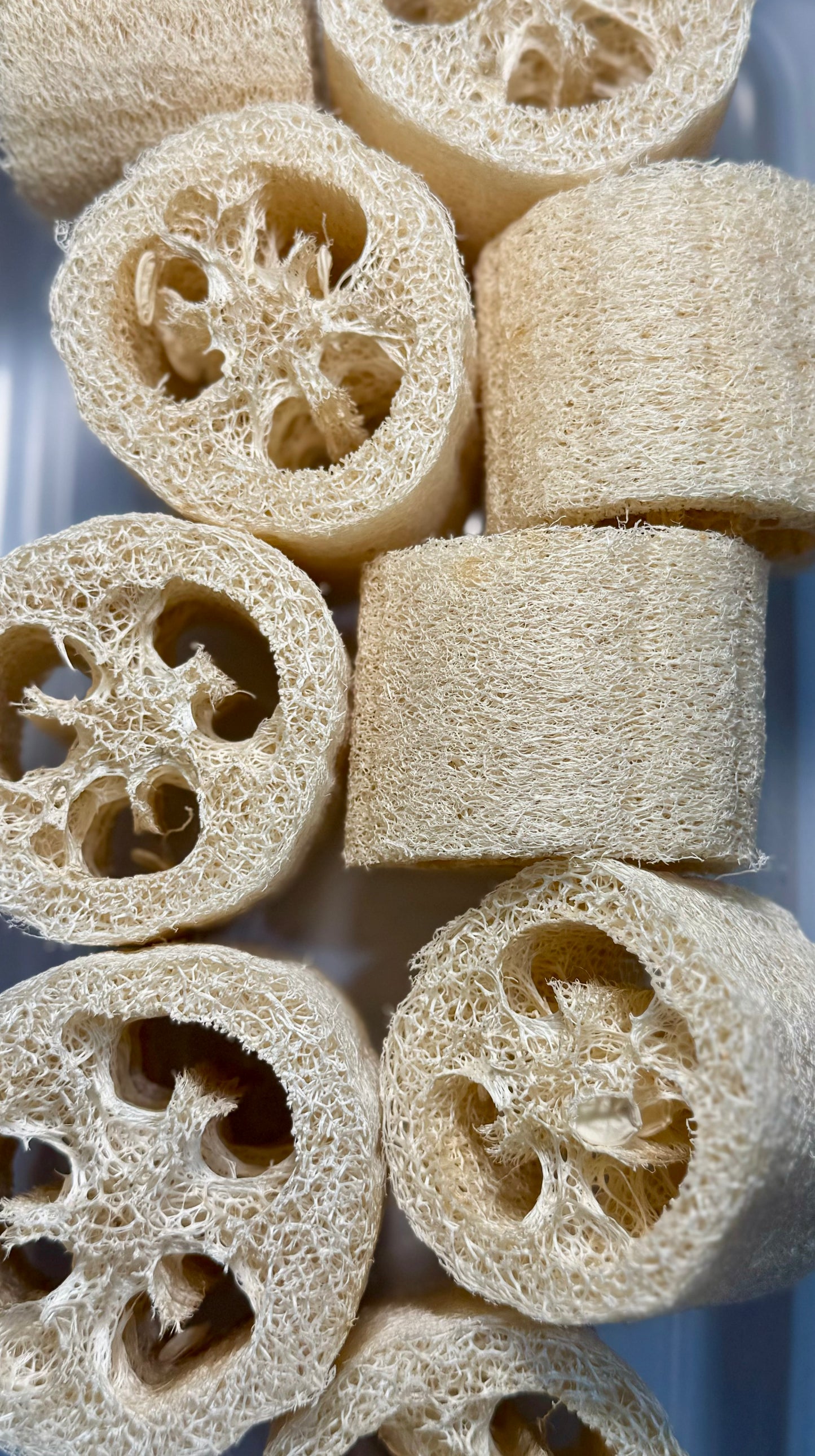 Loofah Sponge