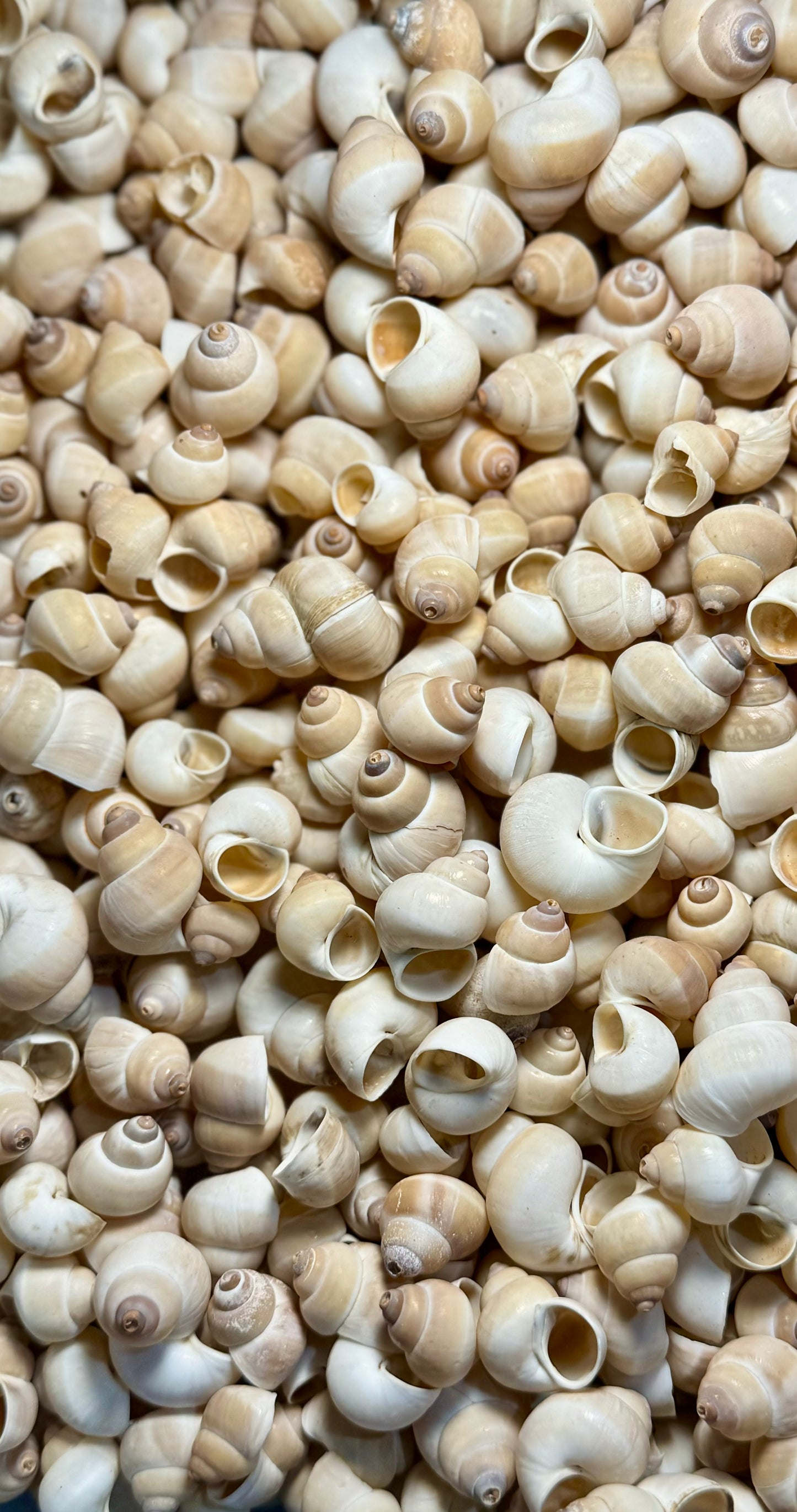 Indian Land Snail