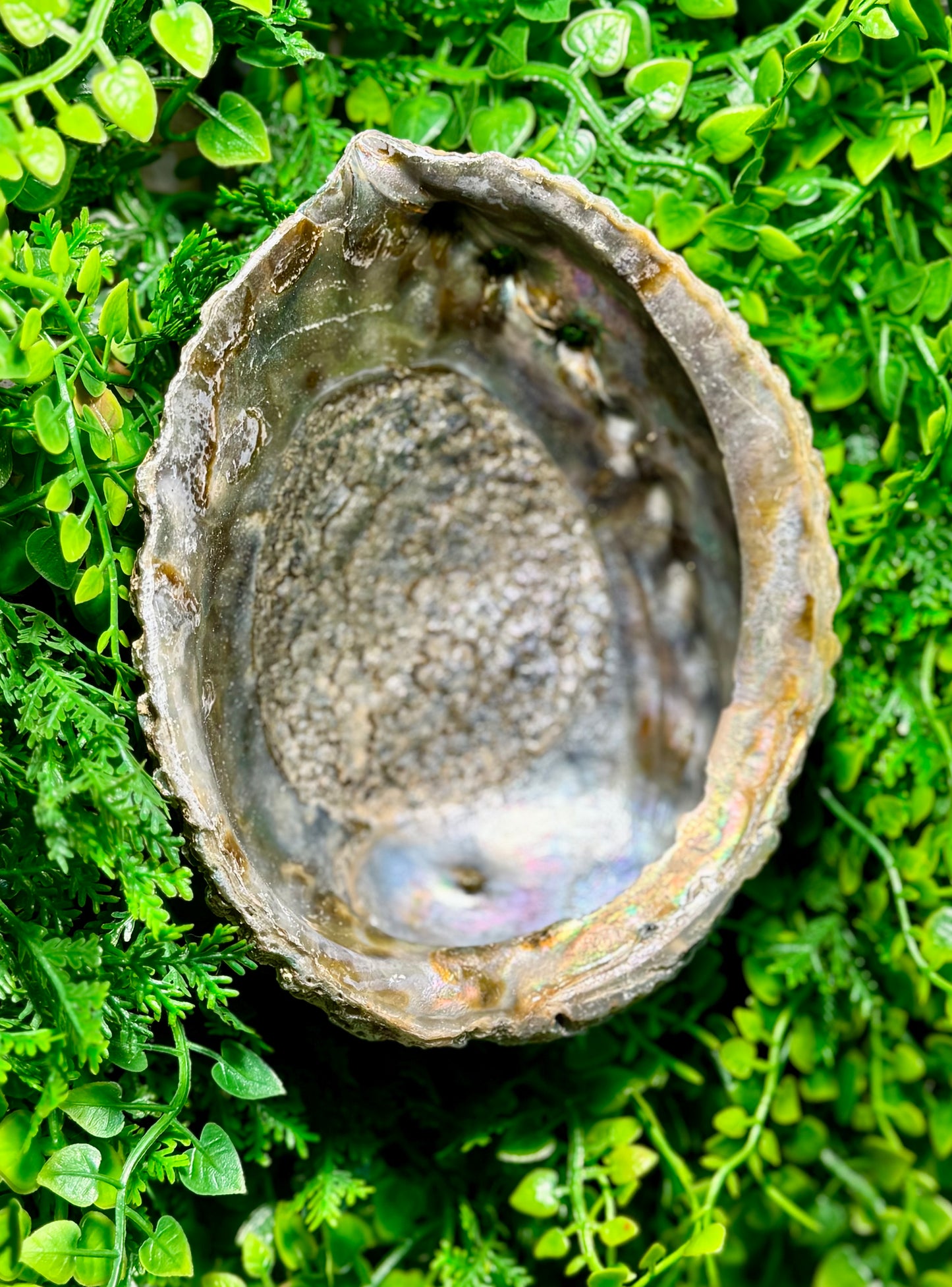 6”-7” Abalone Shell: Moss Pit