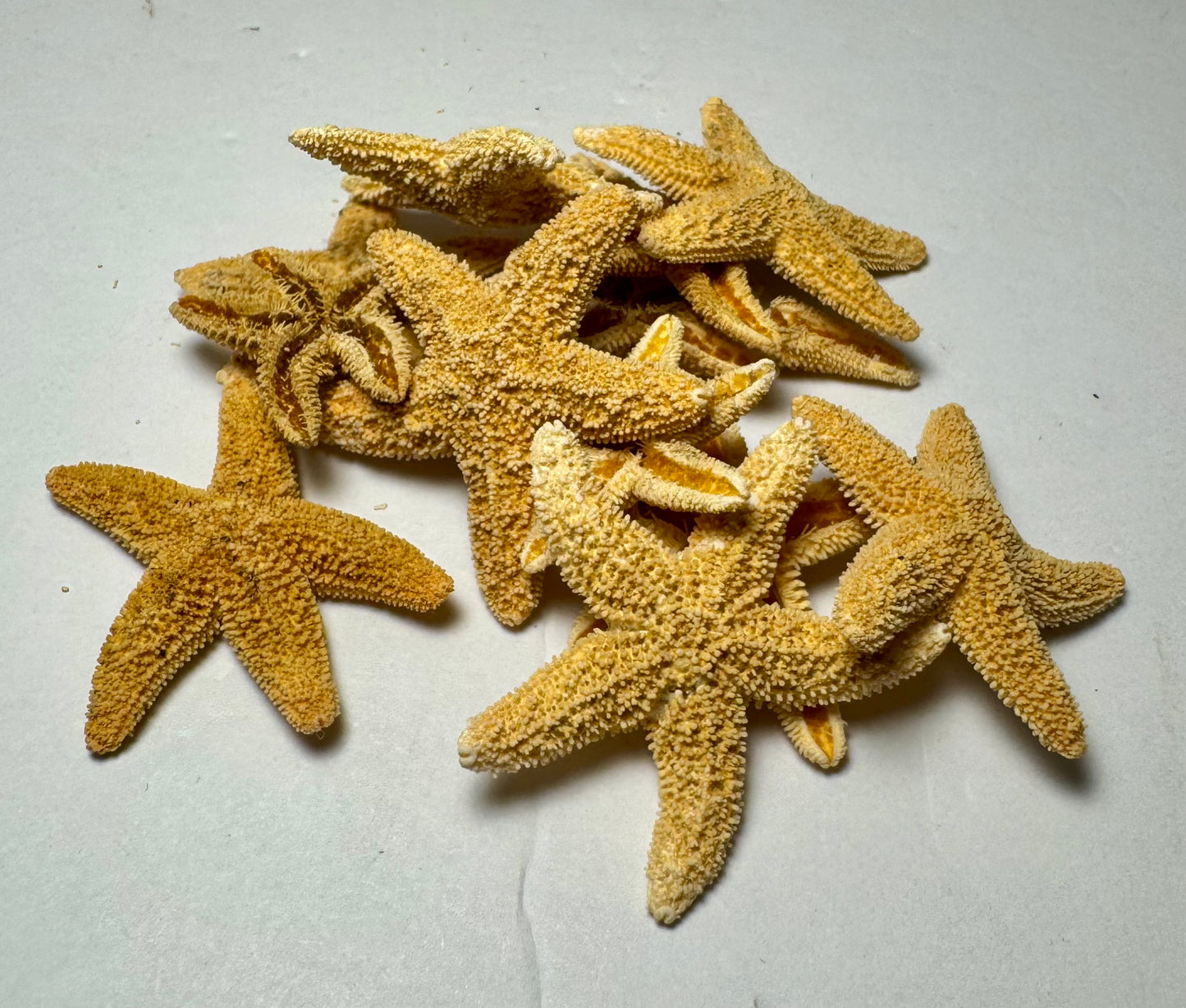 Sugar Starfish