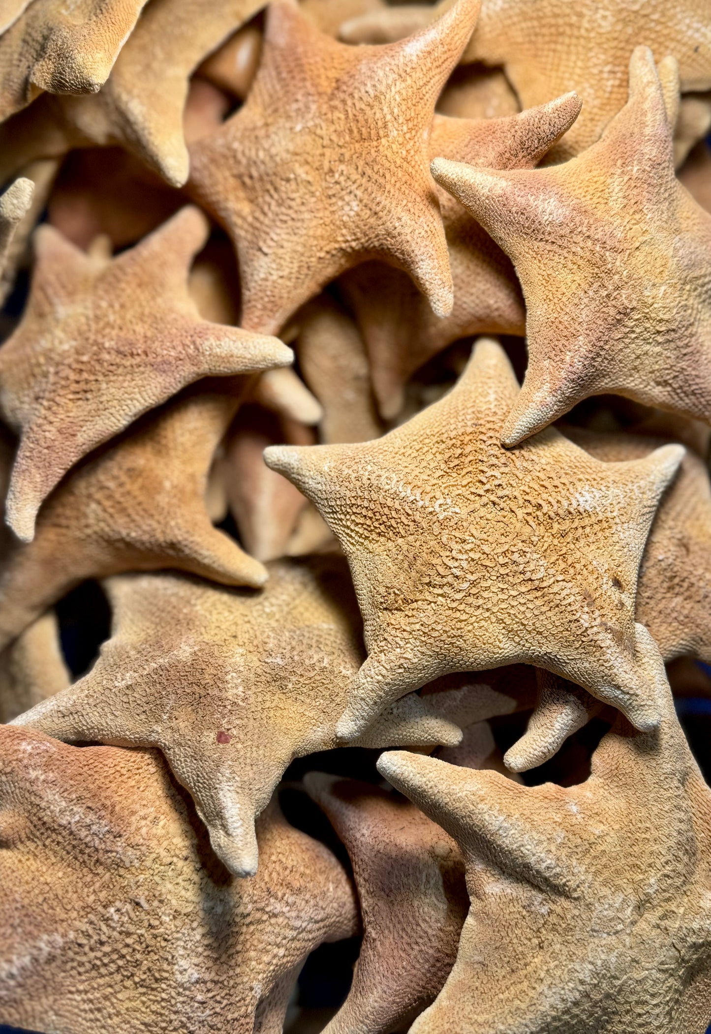 Bat Starfish