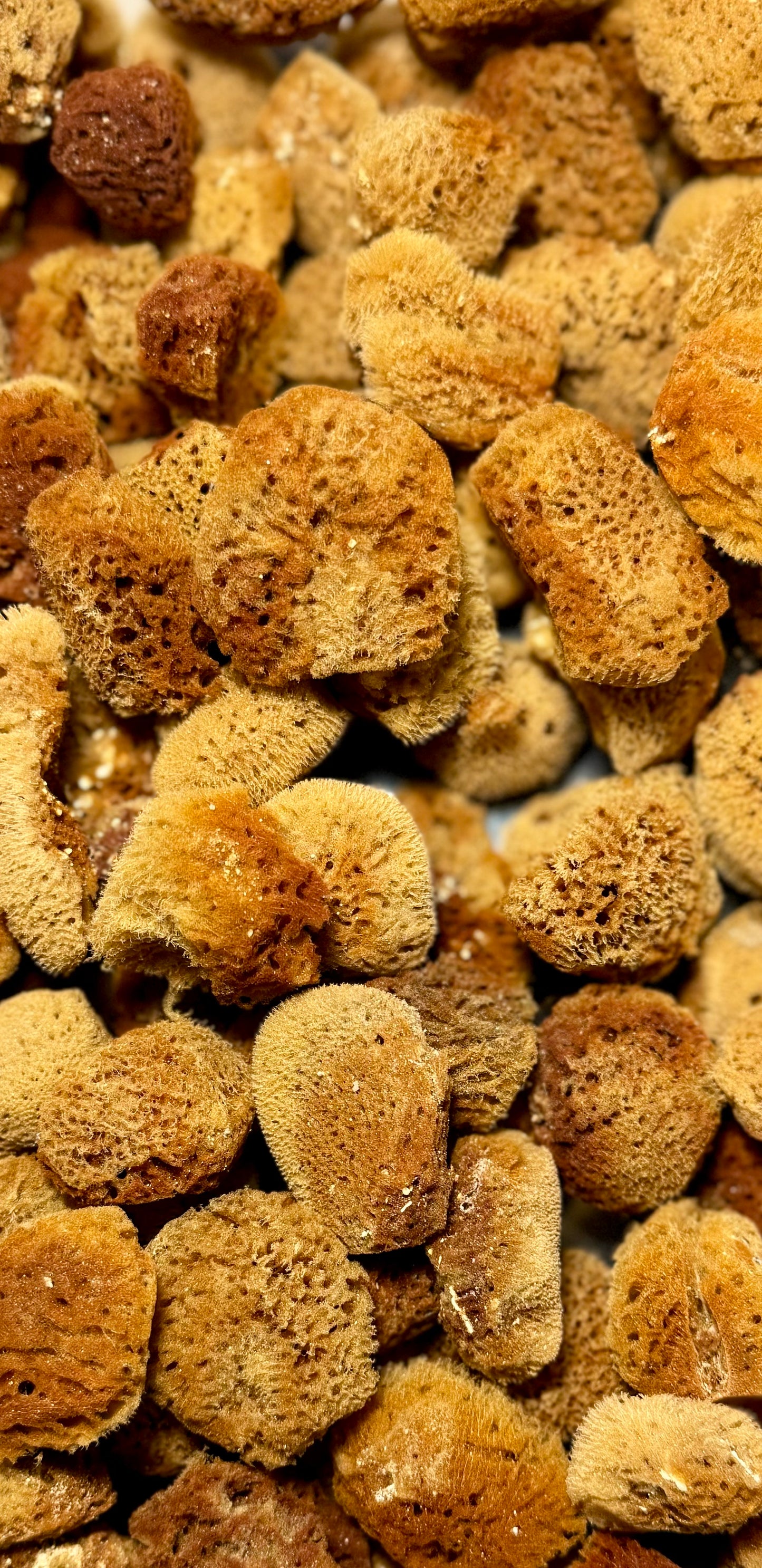 Sea Sponge