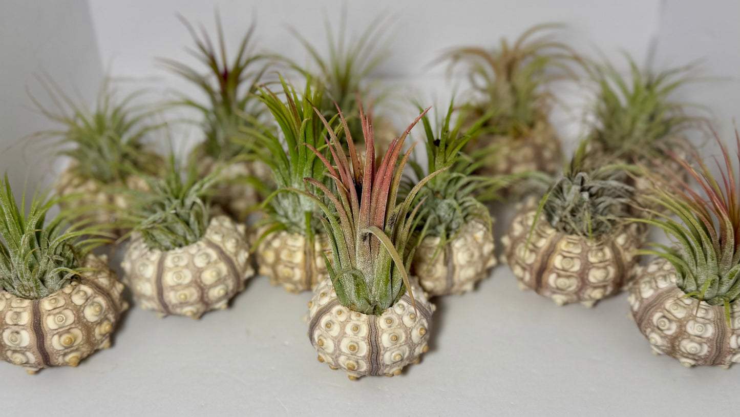 Live Air Plant w/ Sputnik Urchin