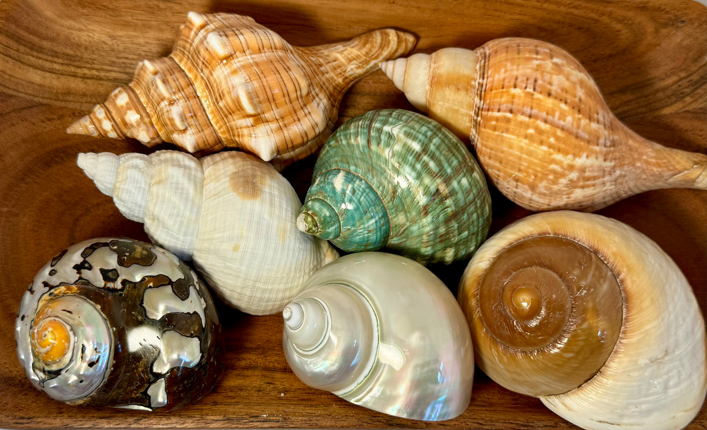 Grow with me: Hermit Crab Bundles