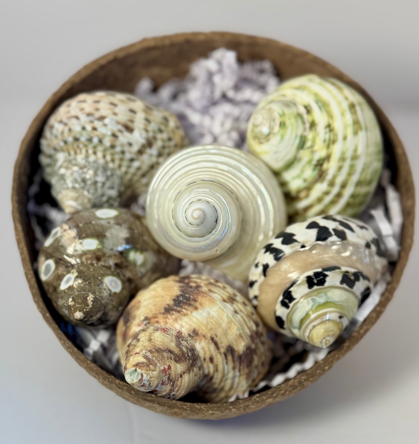 Grow with me: Hermit Crab Bundles
