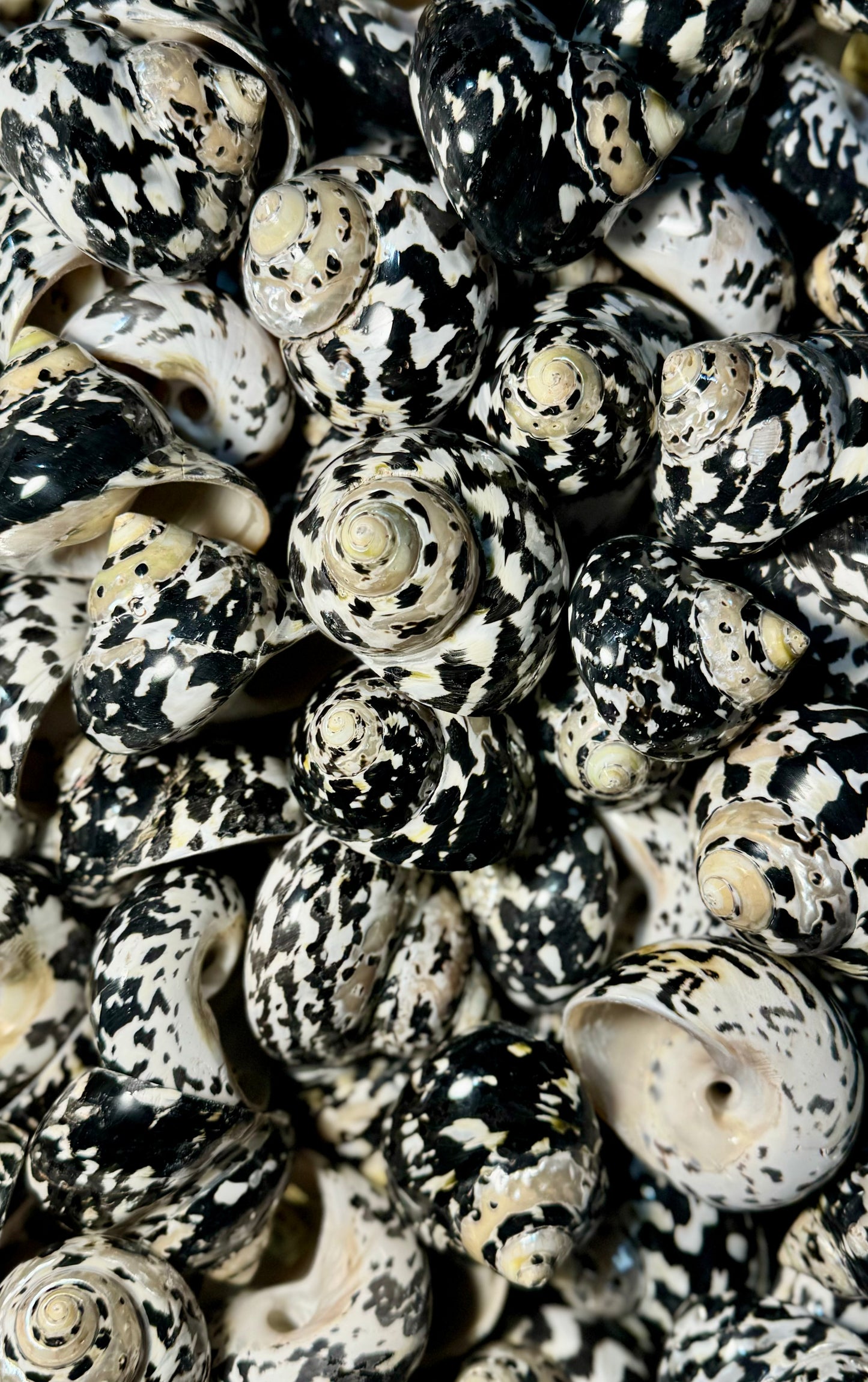 Polished Magpie (Pica)