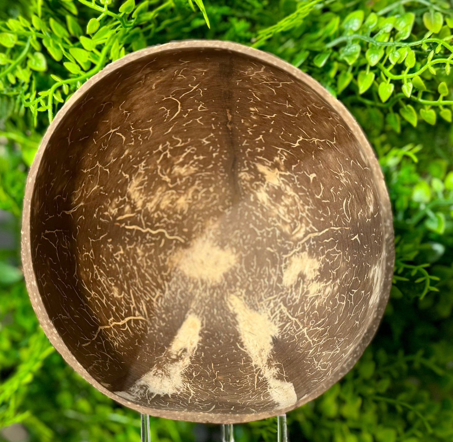 All Natural Coconut Foraging Bowl