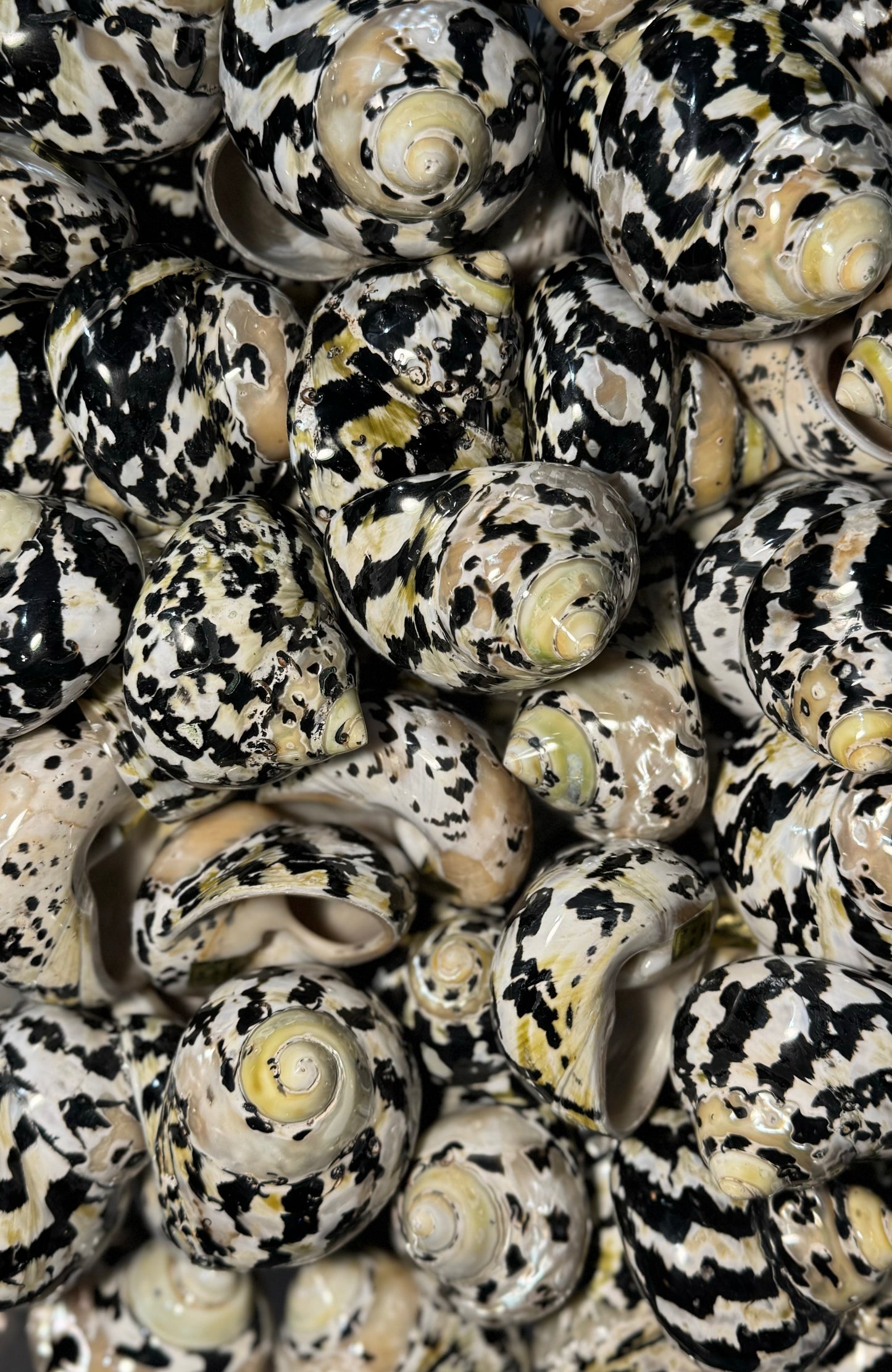 Polished Magpie (Pica)