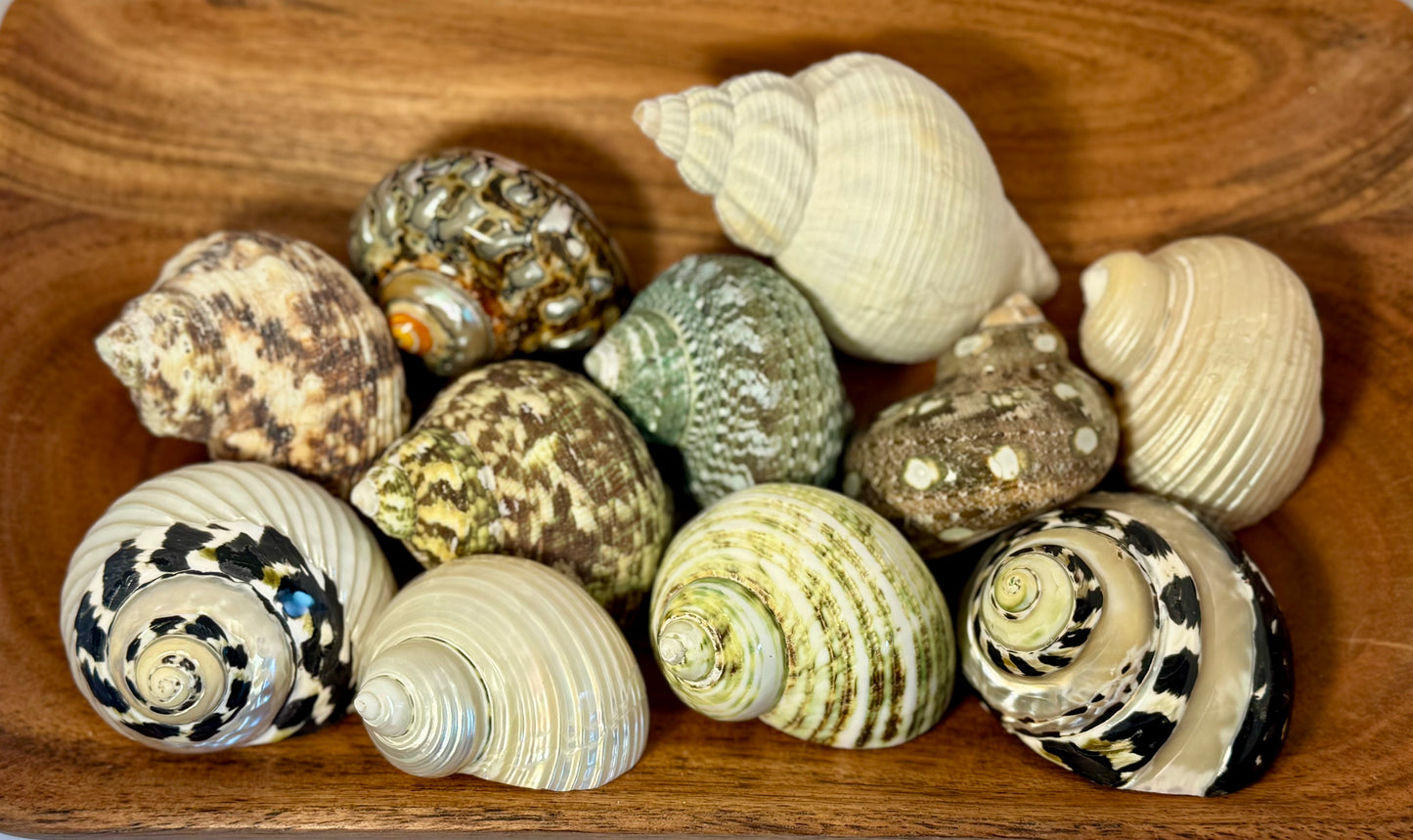 Grow with me: Hermit Crab Bundles