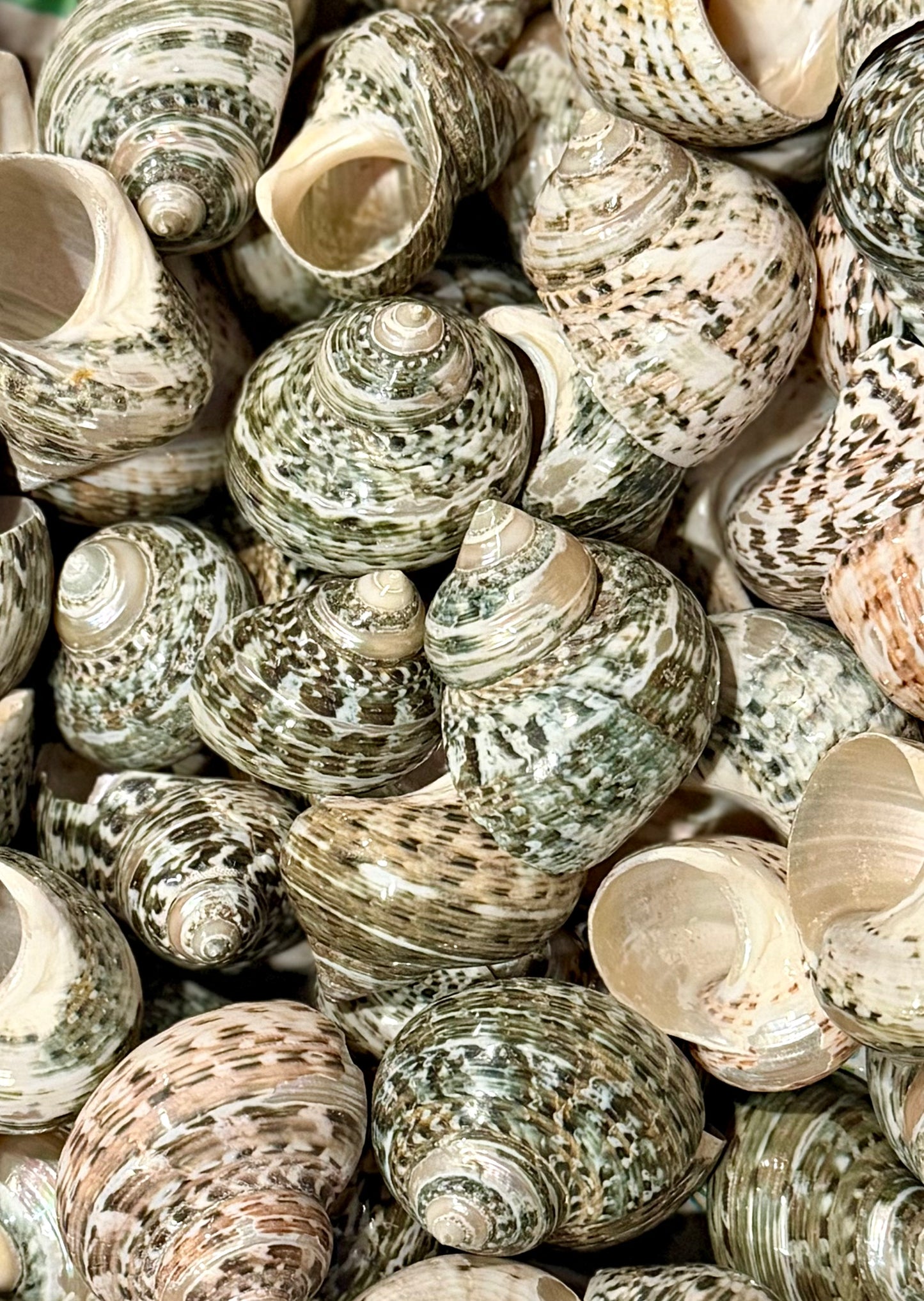 Mexican Turbo - Polished