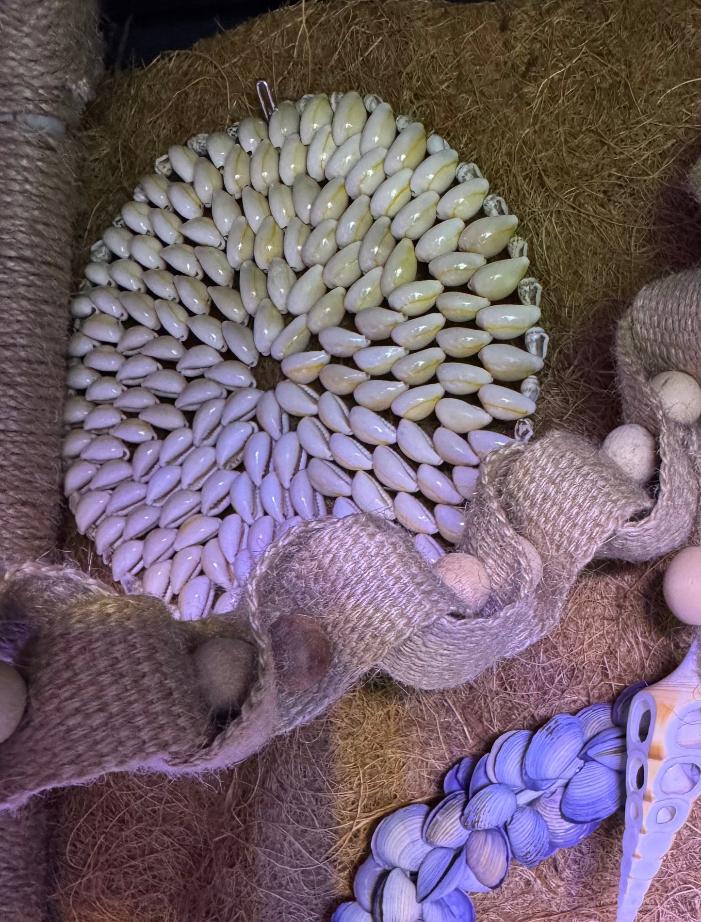 All Natural 6” Seashell Climber