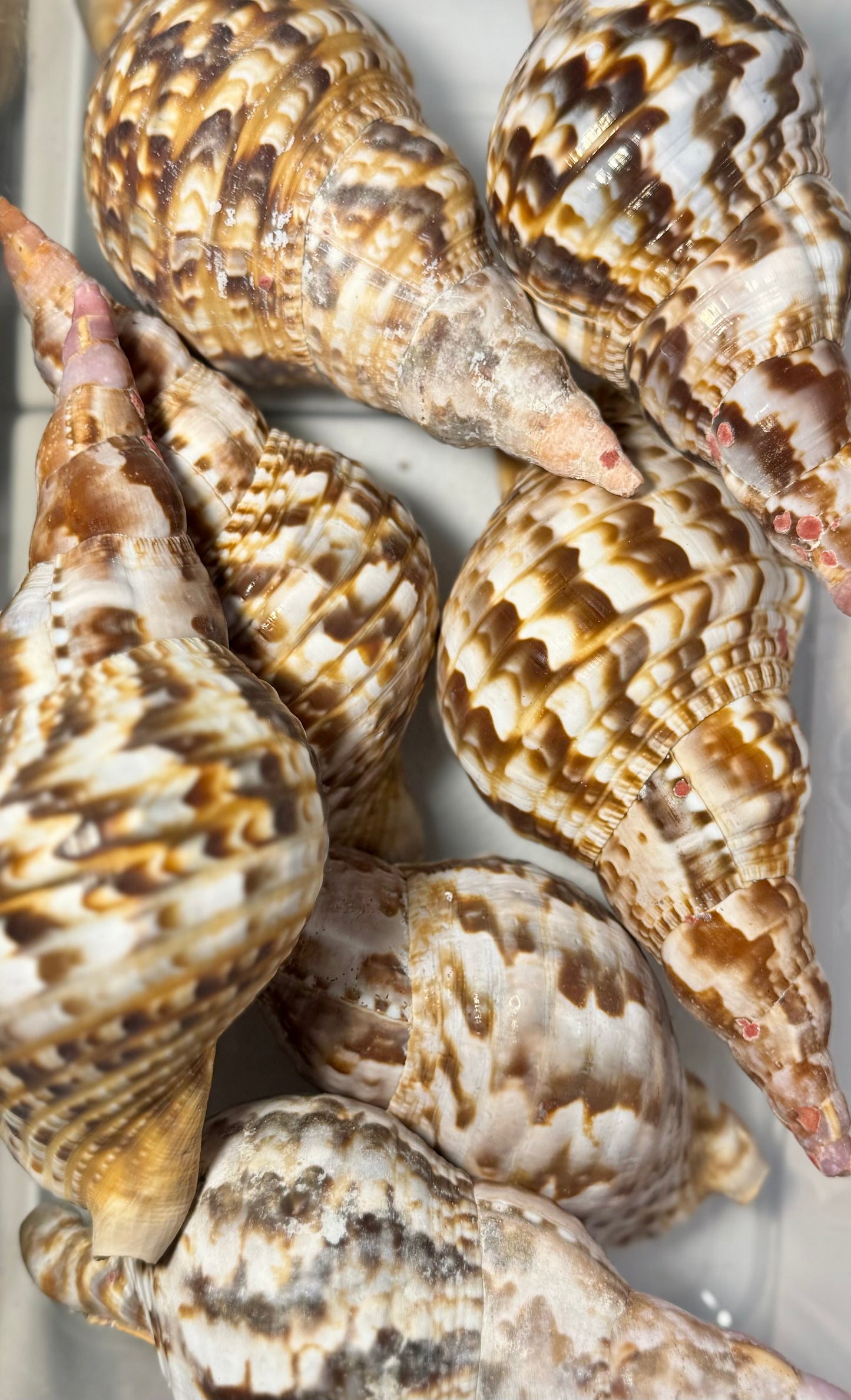 Caribbean Triton