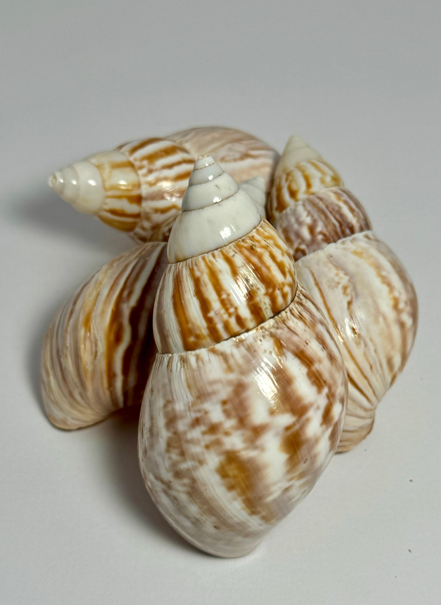 Japanese Land Snail