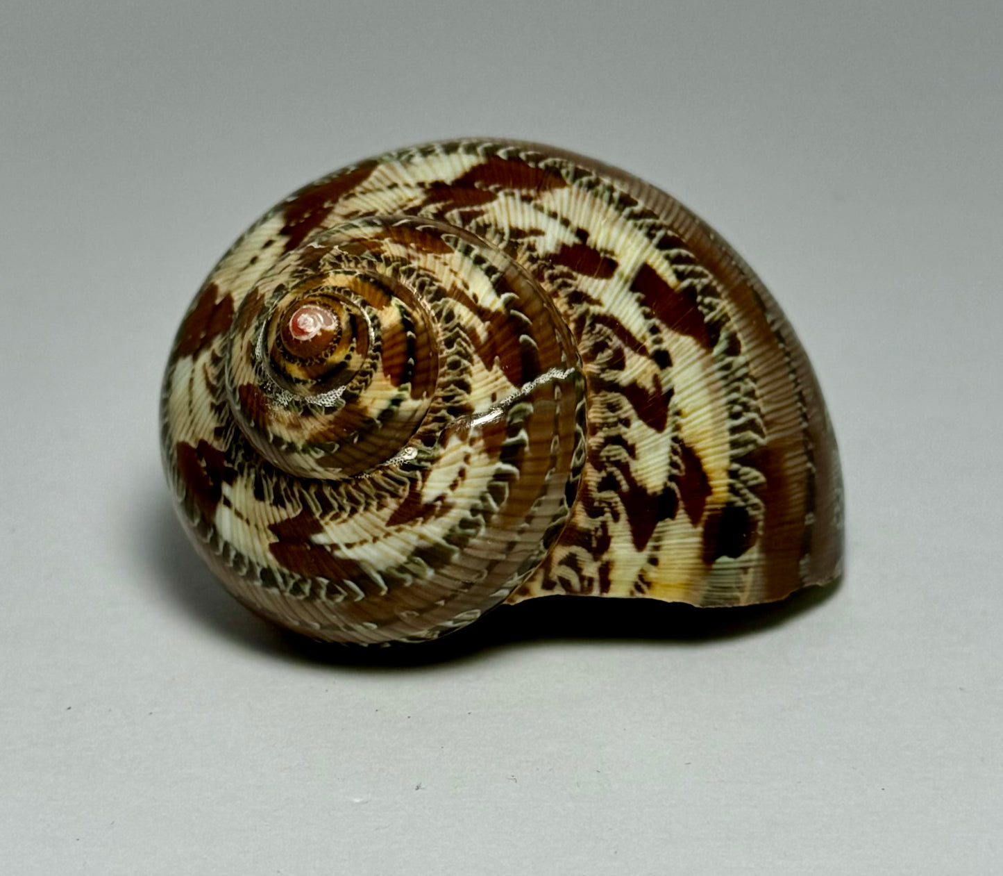 Polished Tapestry Turbo