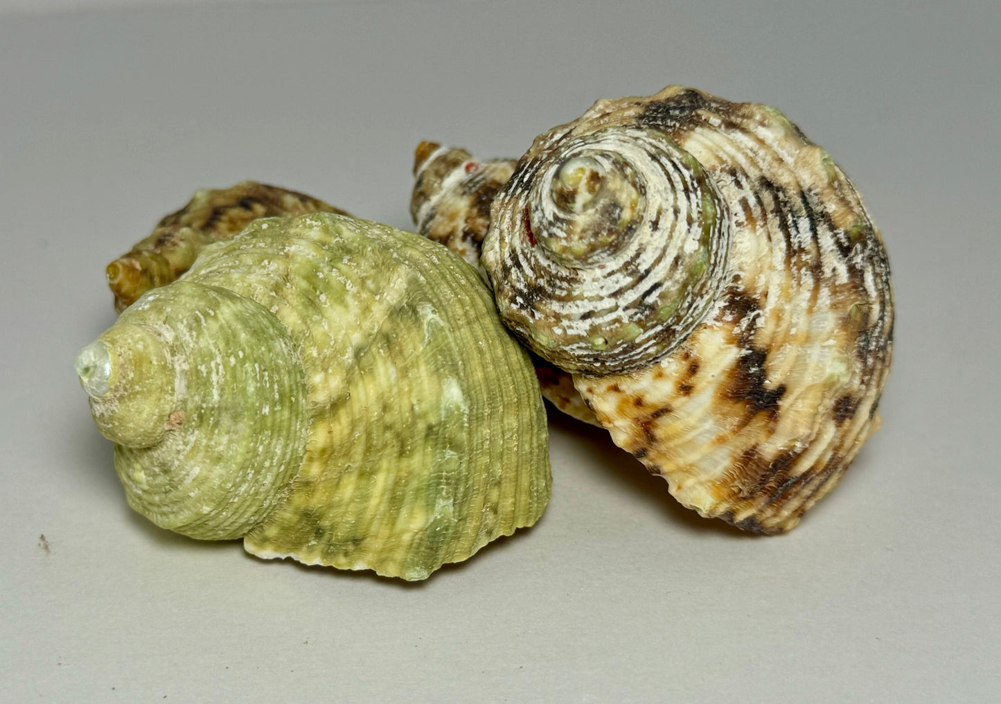 Turbo Goldmouthed