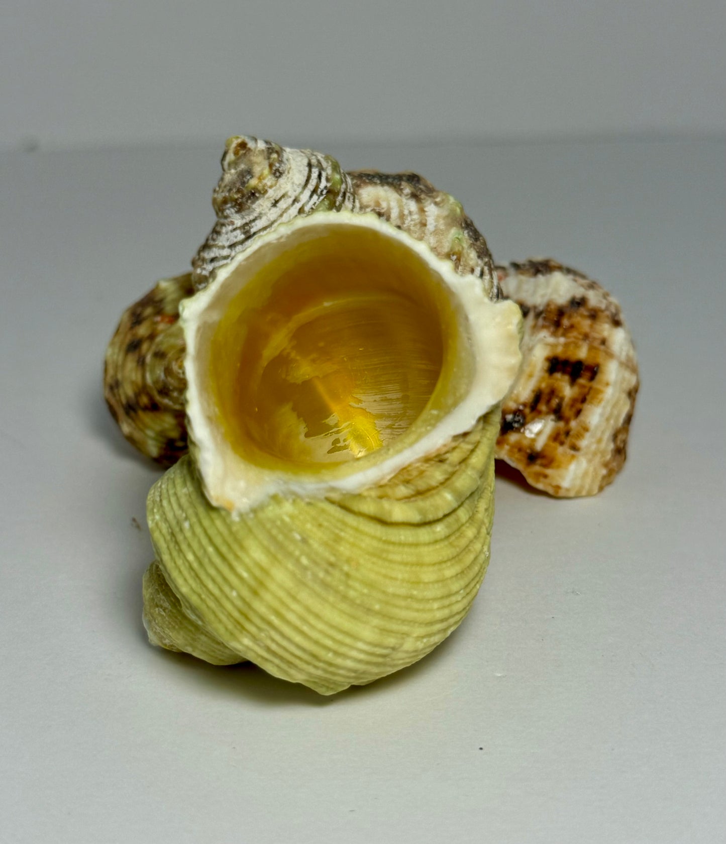 Turbo Goldmouthed