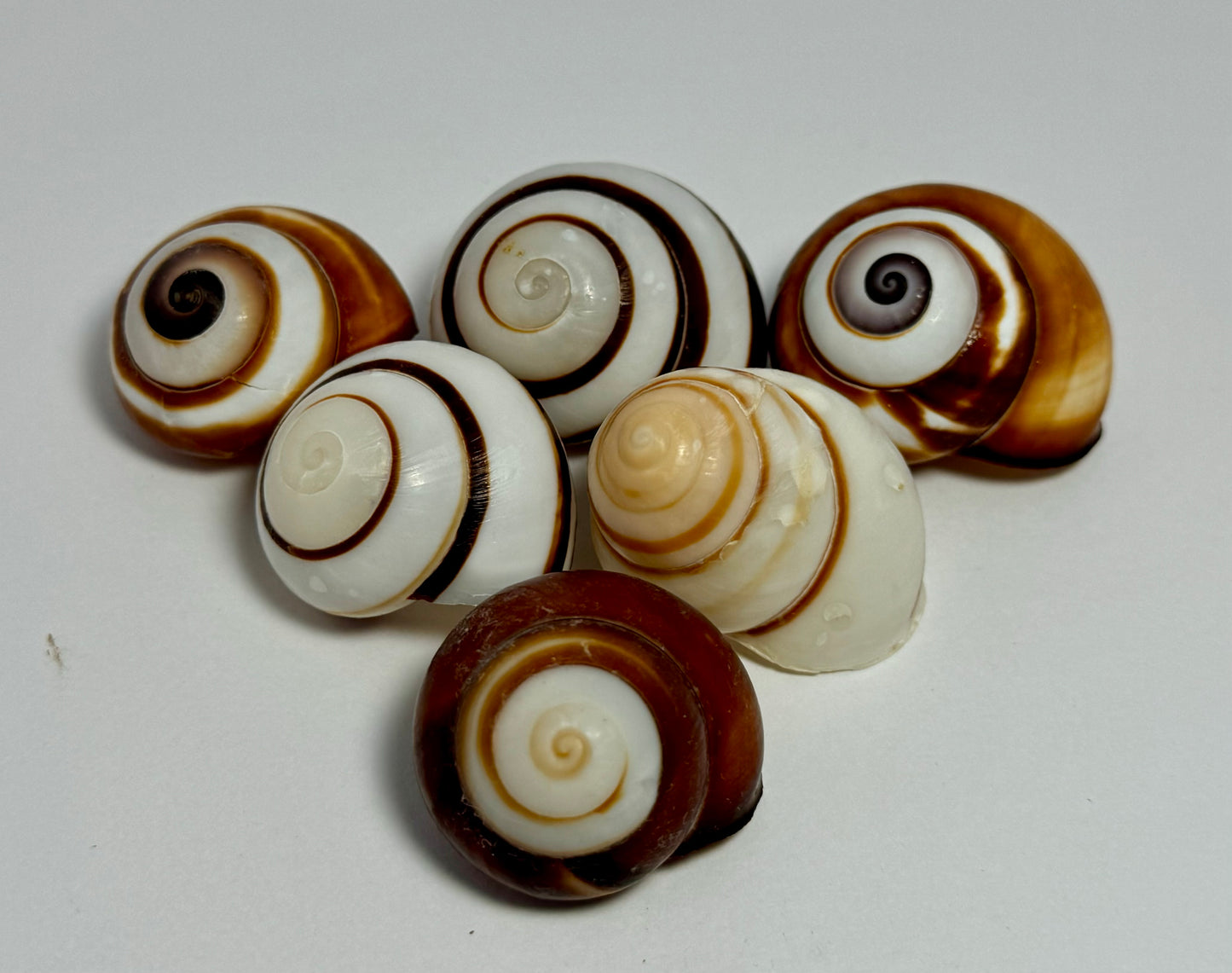Striped Land Snail
