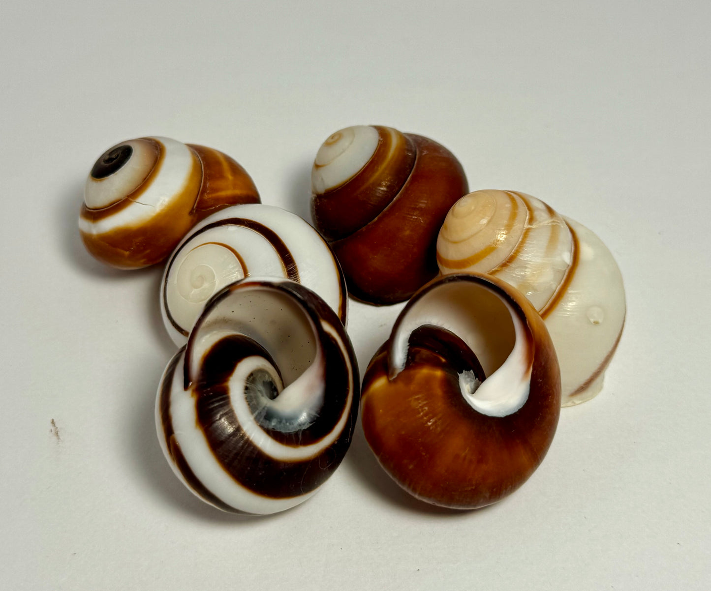 Striped Land Snail