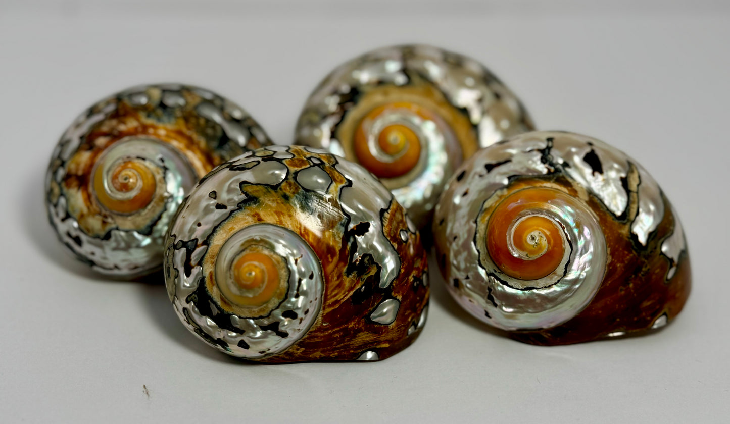Polished Turbo Sarmaticus