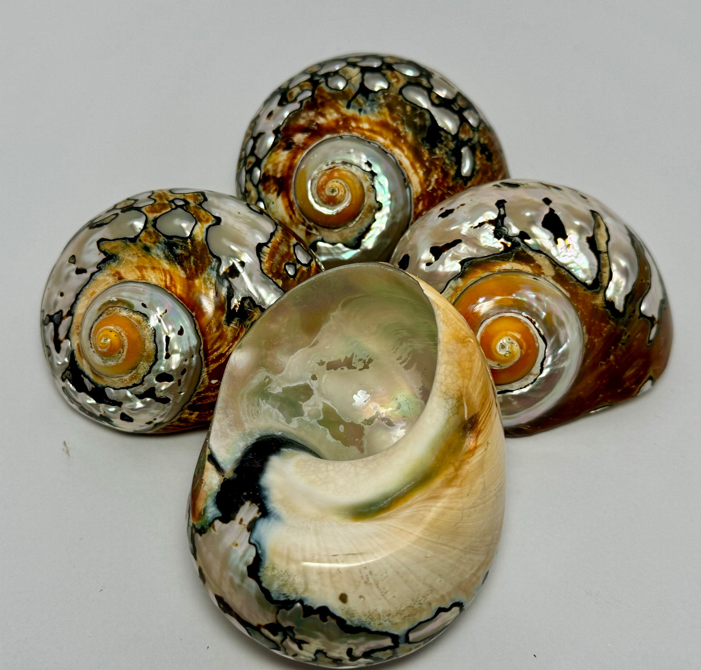 Polished Turbo Sarmaticus