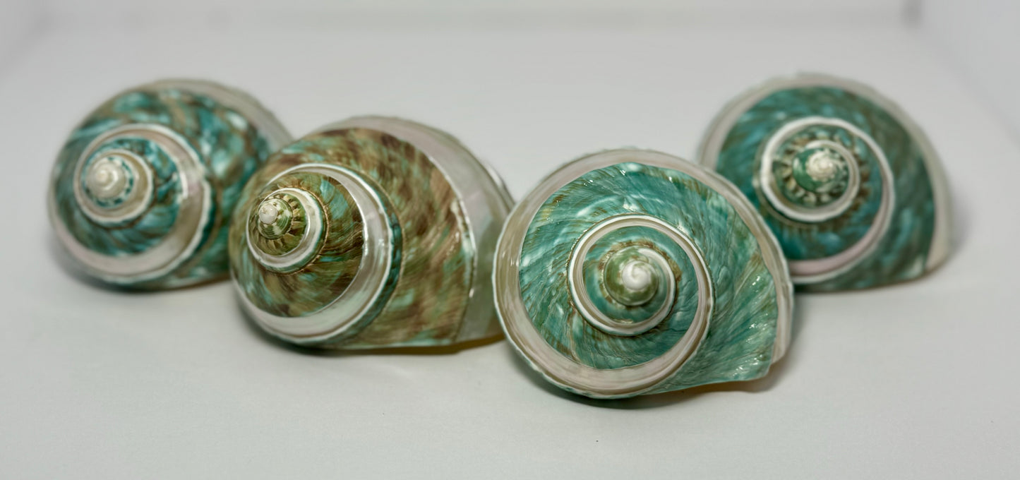 Polished Turbo Jade w/Pearl Band