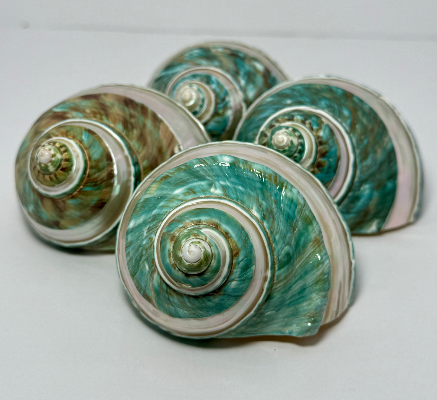 Polished Turbo Jade w/Pearl Band