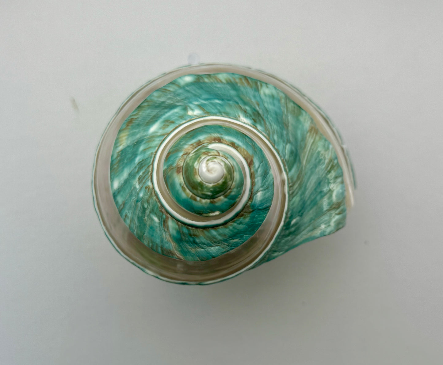 Polished Turbo Jade w/Pearl Band