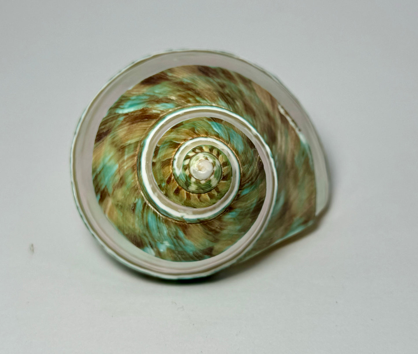 Polished Turbo Jade w/Pearl Band