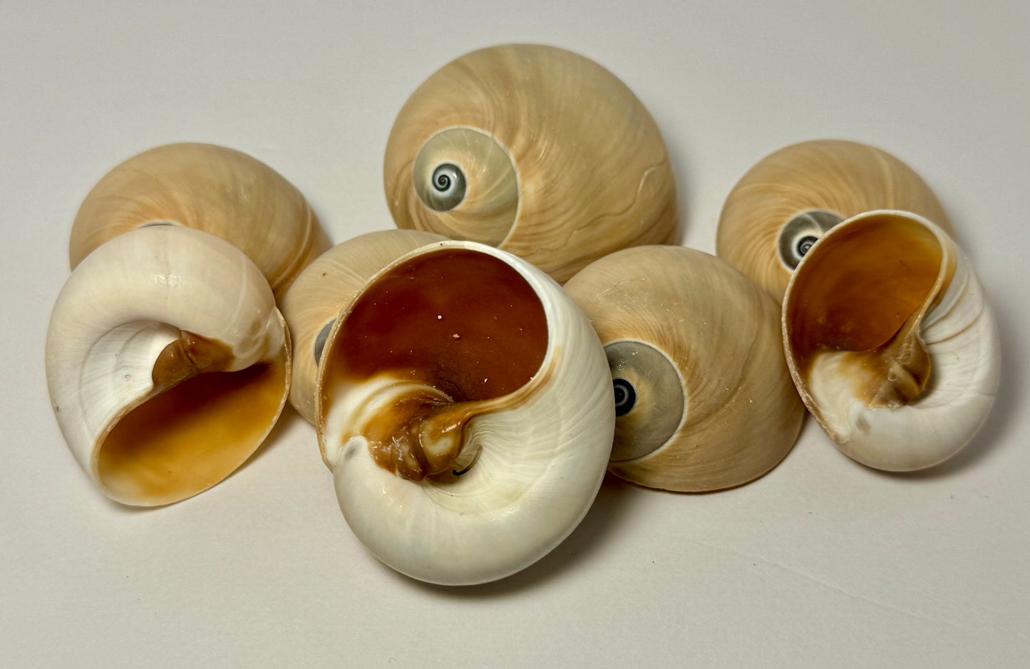 Whale Eye