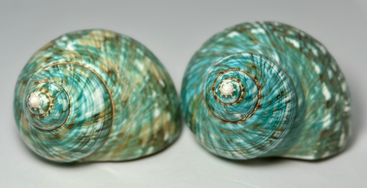 Polished Turbo Jade