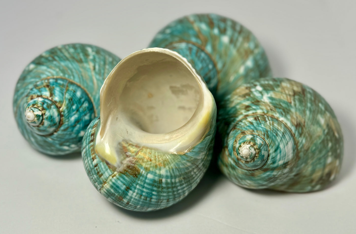 Polished Turbo Jade