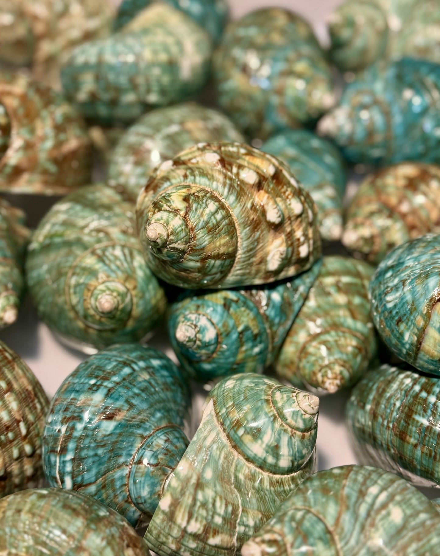 Polished Turbo Jade