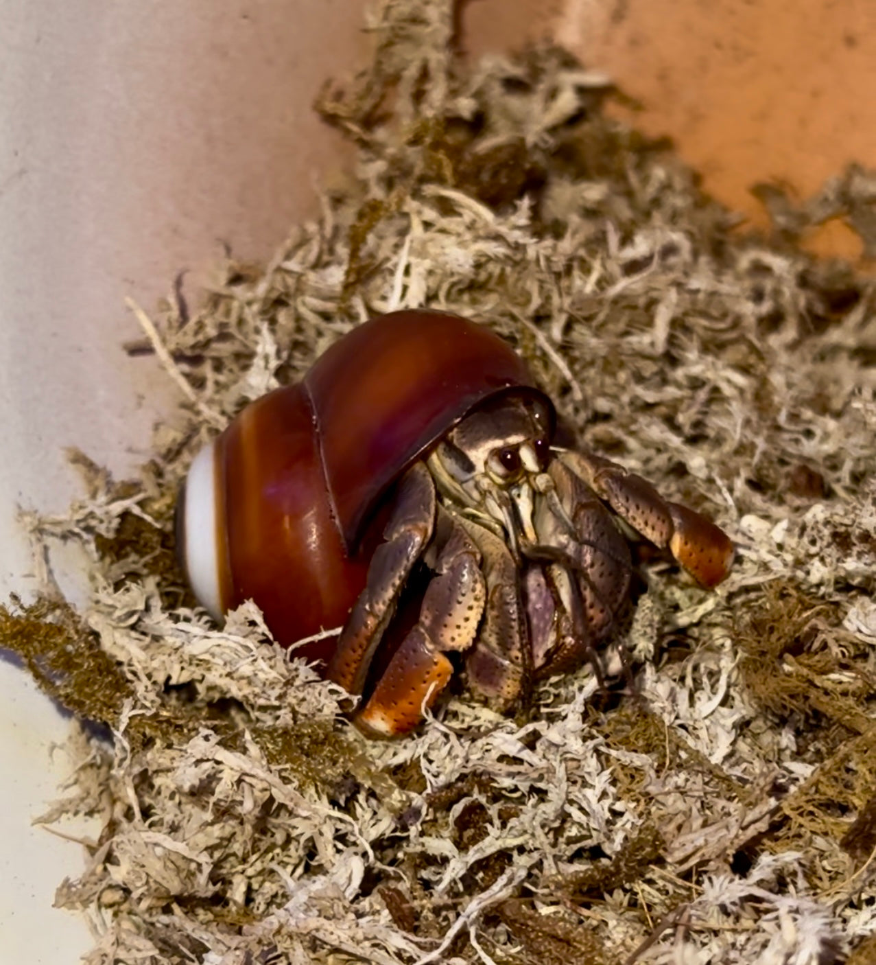 Striped Land Snail
