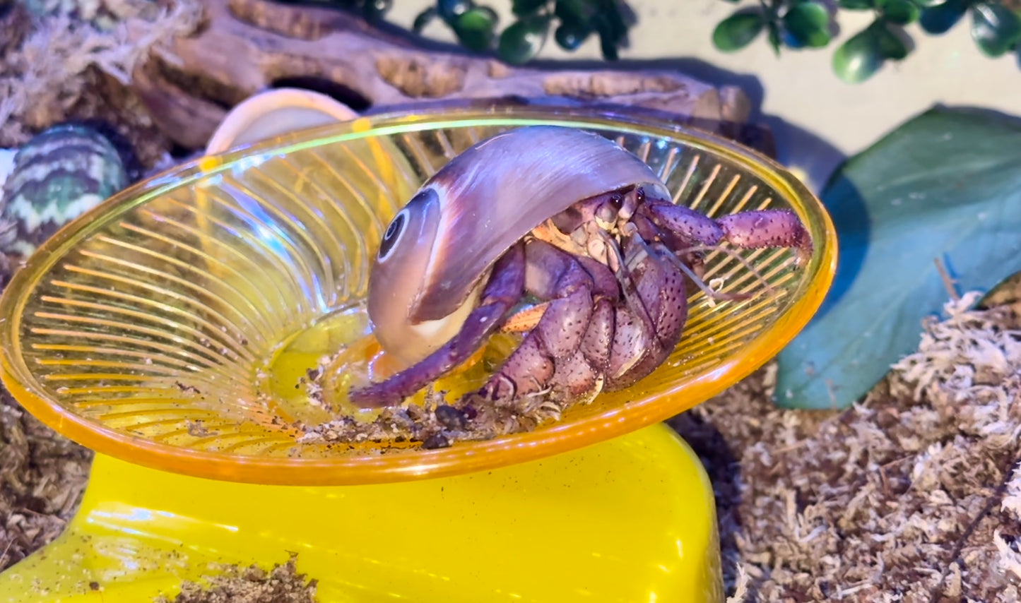 Whale Eye