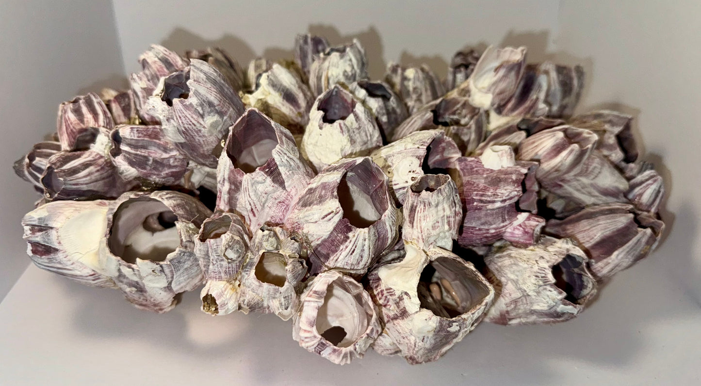 Barnacles