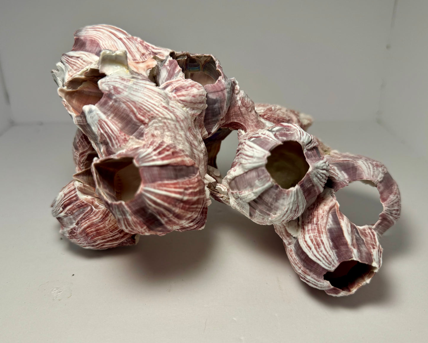 Barnacles