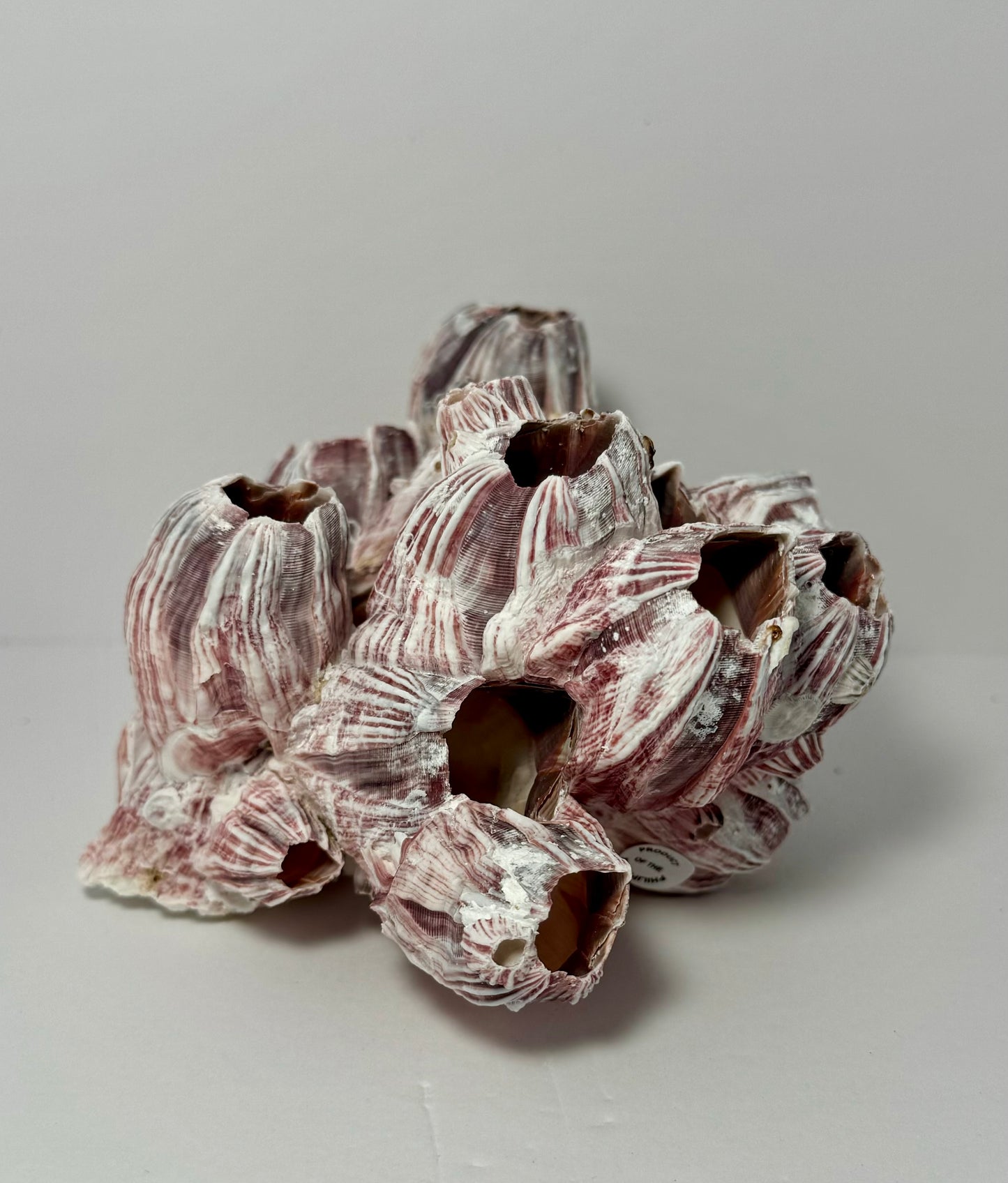 Barnacles