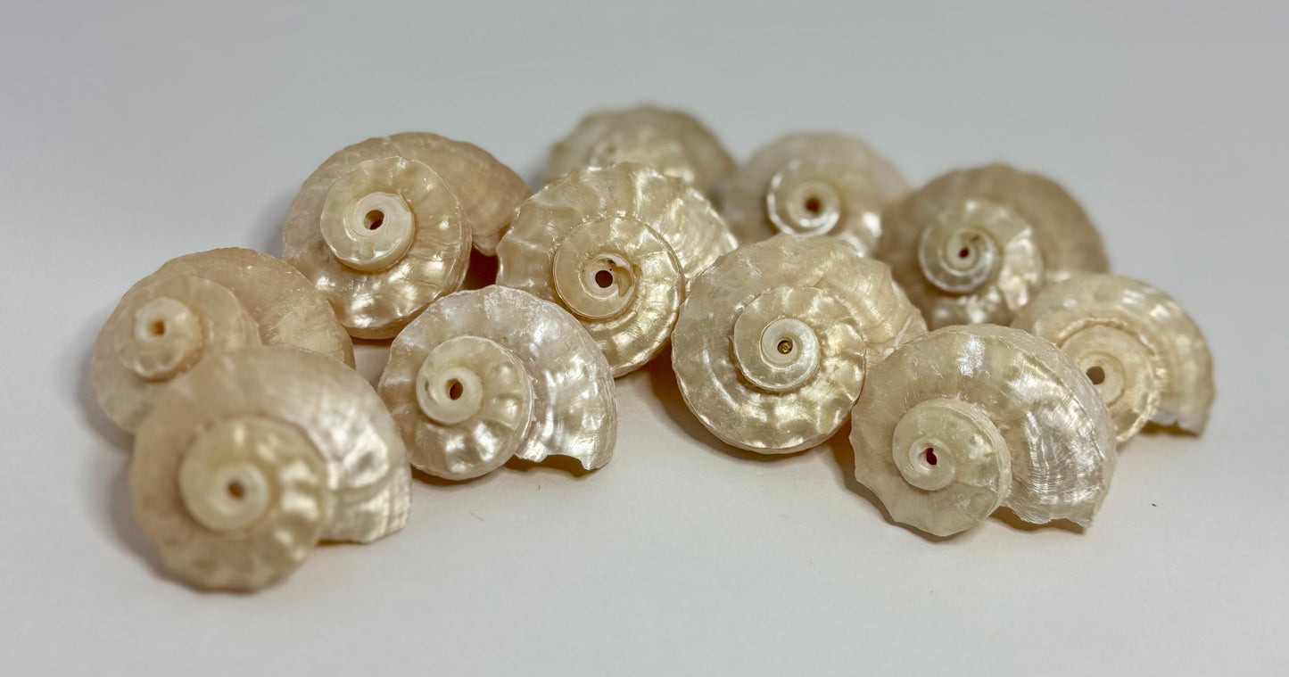 Delhinula Pearl