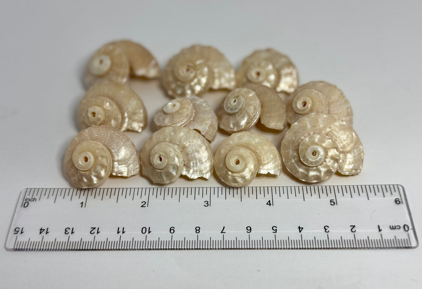 Delhinula Pearl