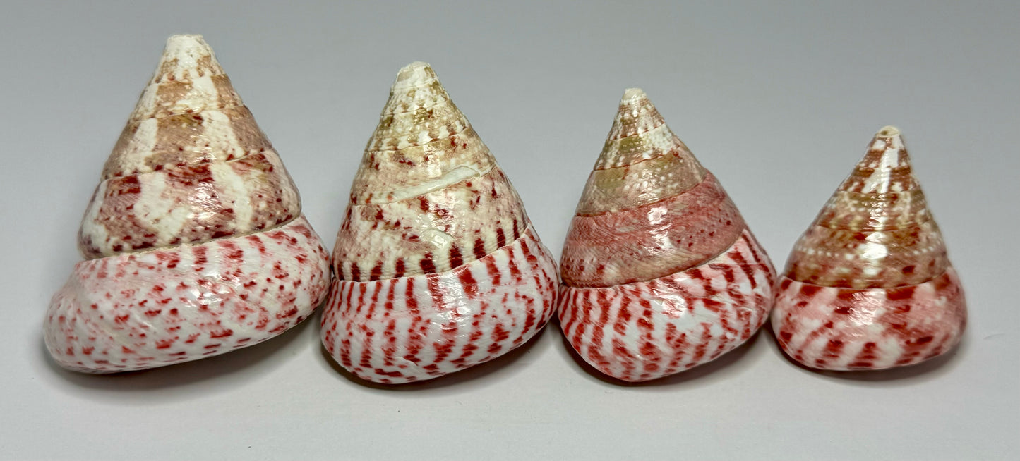 Polished Strawberry Trochus
