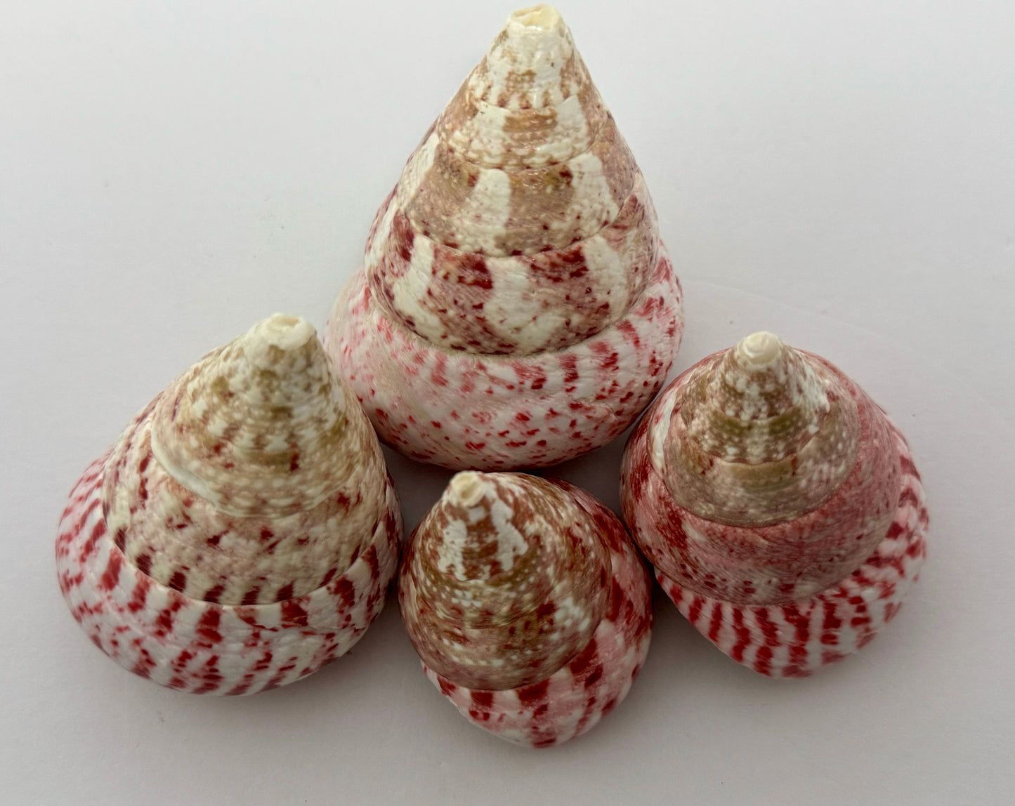Polished Strawberry Trochus