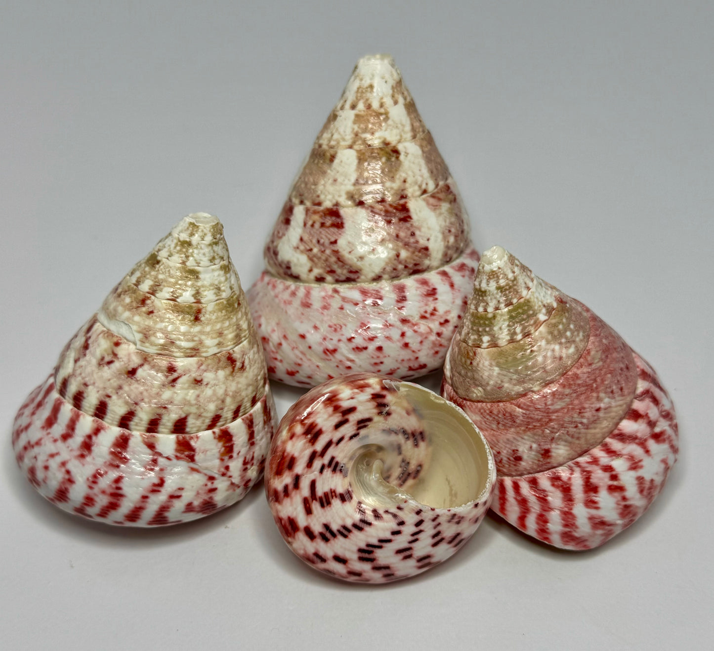 Polished Strawberry Trochus