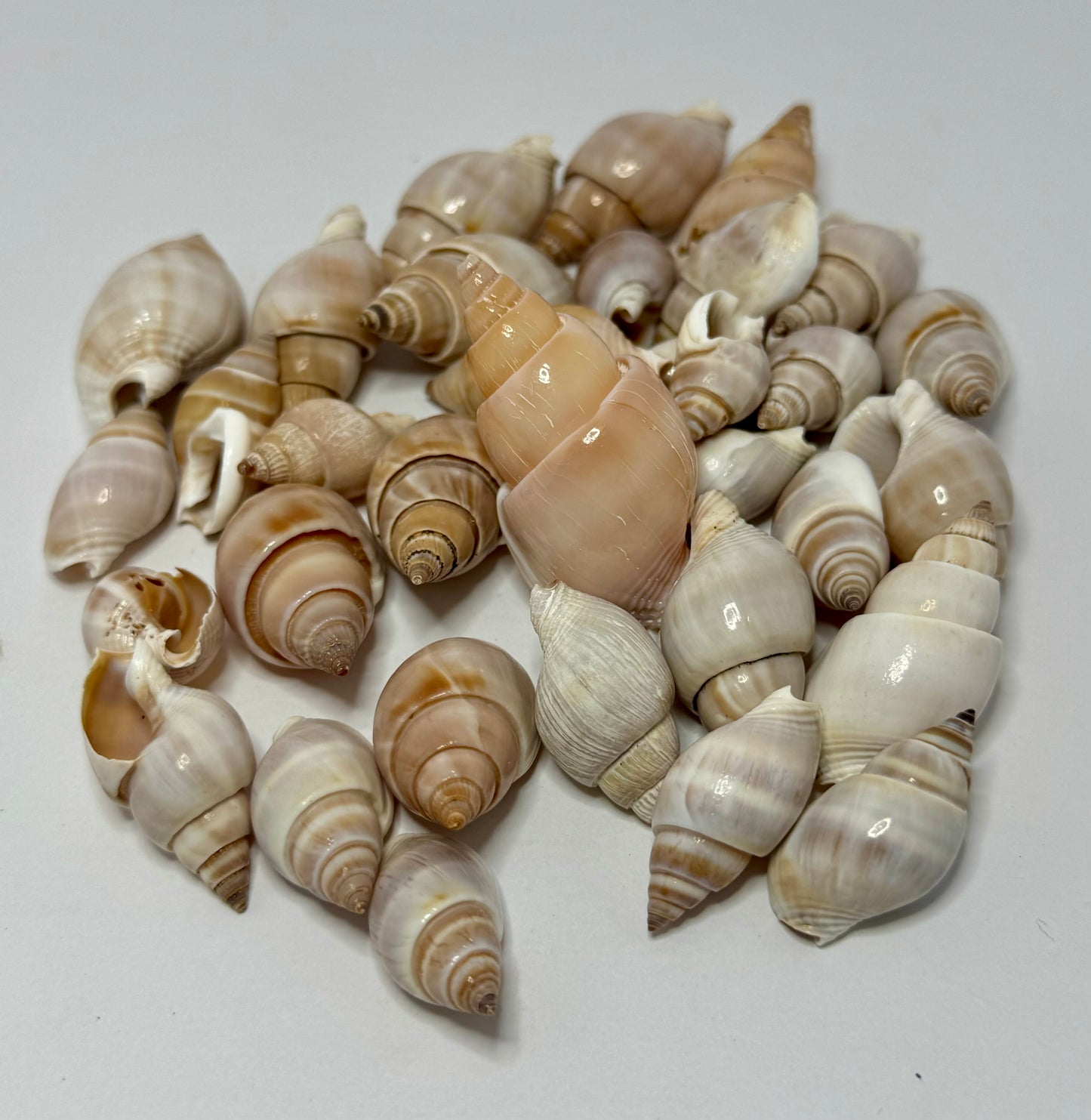 Brown Marginellas