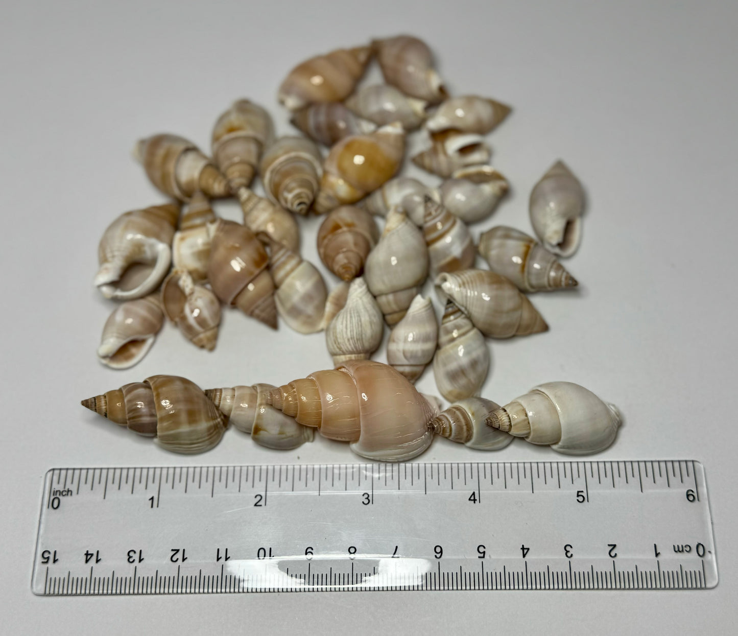 Brown Marginellas