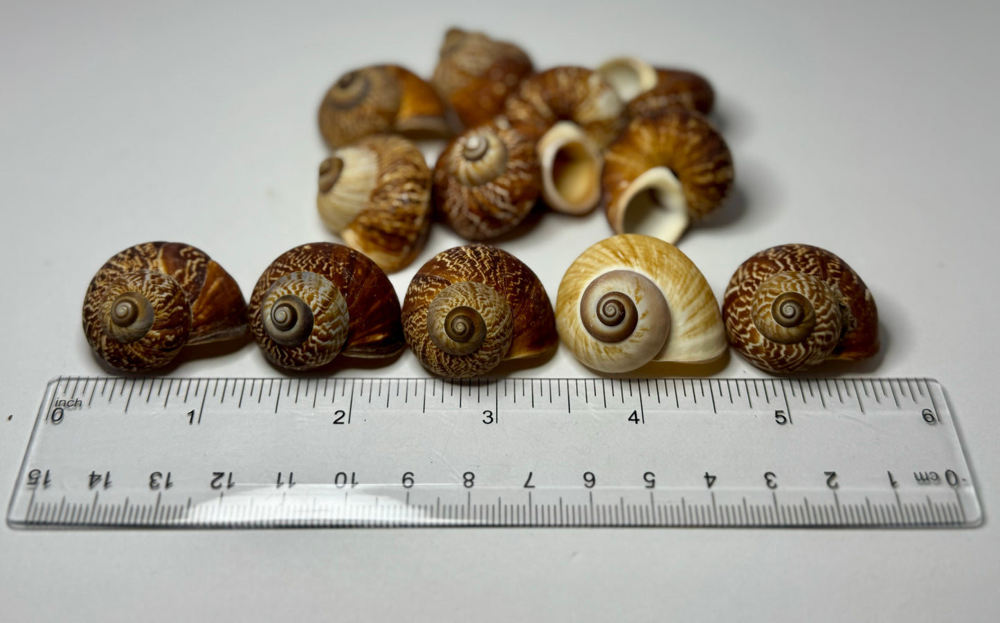 Fernandezi Land Snail
