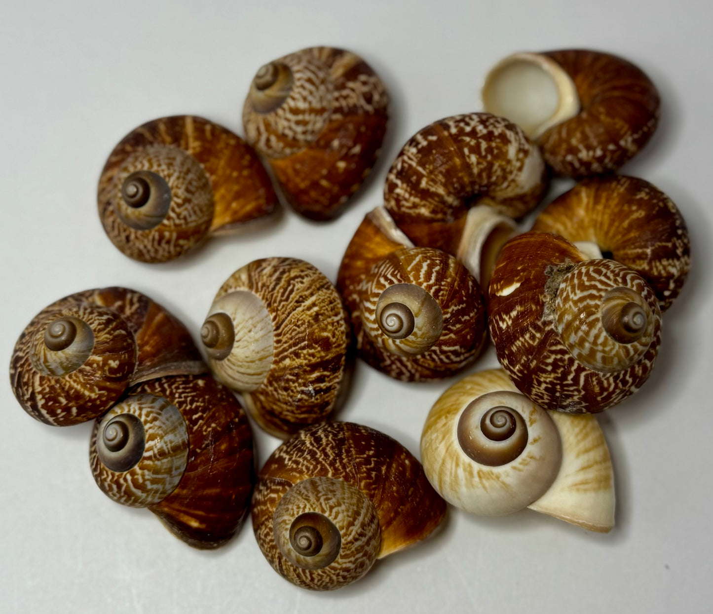 Fernandezi Land Snail